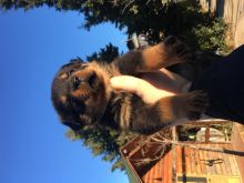 Shitet Rottwailer King . Okazion sot!!