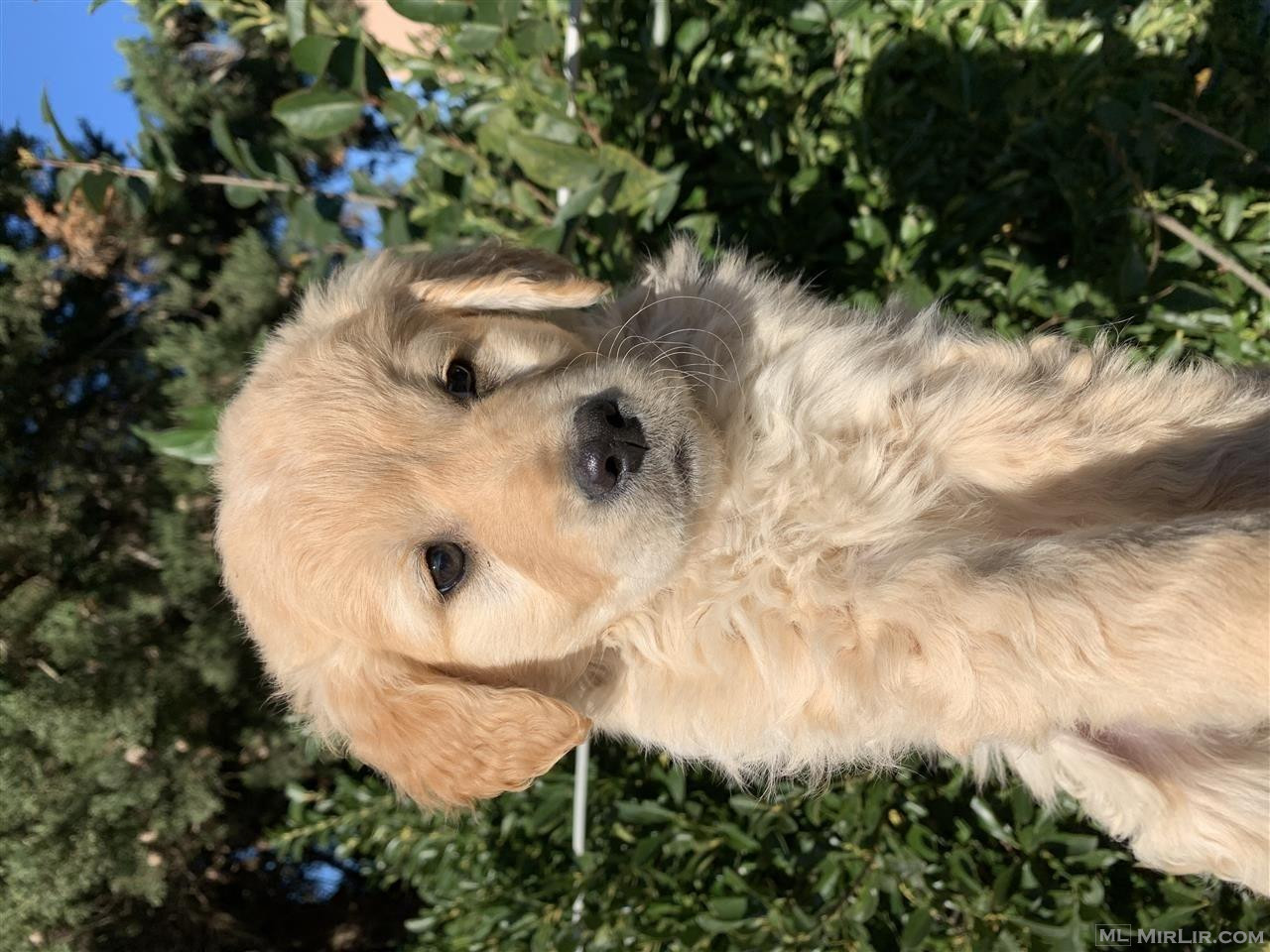 Golden Retriever Super Rrace