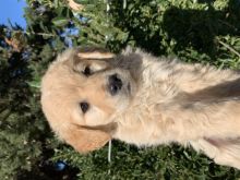 Golden Retriever Super Rrace