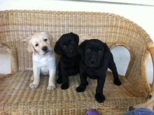Klysh Labrador.Rrace e Paster.