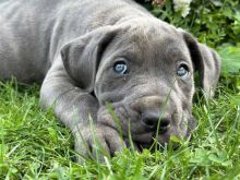 Cane corsa