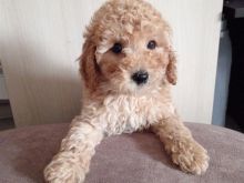 Miniature Poodles for sale