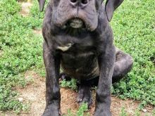 Cane corso