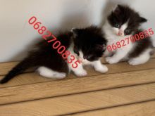 Mace Persian me Turkish Angora 👇