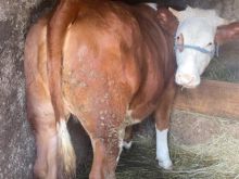 Shitet mshtjerra extra per mish ose majmerin 450 kg