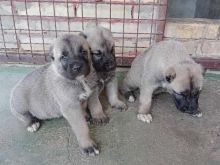 Shesim Kelysh Kangal