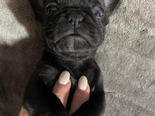 French bulldog ne ofert