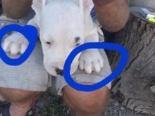 Dogo Argjentinas 