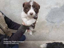 Border Collie ne shitje
