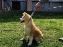 Akita inu ne shitje