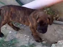 Cane corso