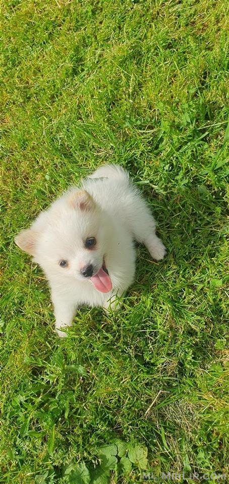 Mini spitz
