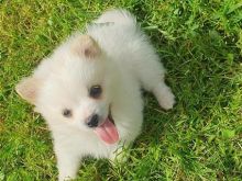 Mini spitz