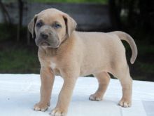 Qenushët Cane Corso