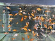 Akuarium me 2 gold fish 