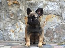 Bulldog francez me qime