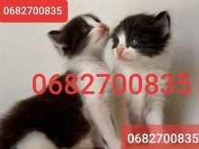 Mace kotele Persian me Turkish Angora 👇