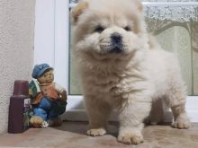 Shesim kelyshe te race Chow chow 2 muajsh