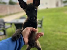 Belg malinois