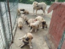 Shiten kangall origjinal super okazion për arsye emigrimi