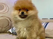 Qenush Pomeranian