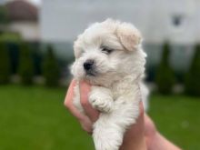 Mini toy Maltese klysh dy muajsh