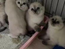 Kotele british shorthair, scottish fold