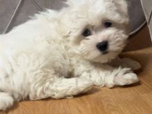 MINI MALTESE GJINIA M