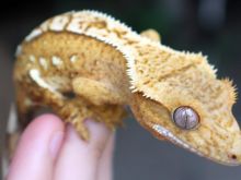 Shiten hardhuca Crested gecko