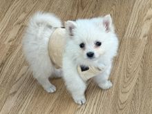 Klysh Pomeranian 8 jave ne shitje!