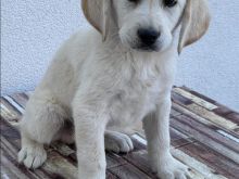 Llabrador 