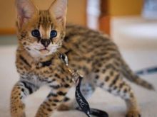 African Serval Kittens  +27842597191