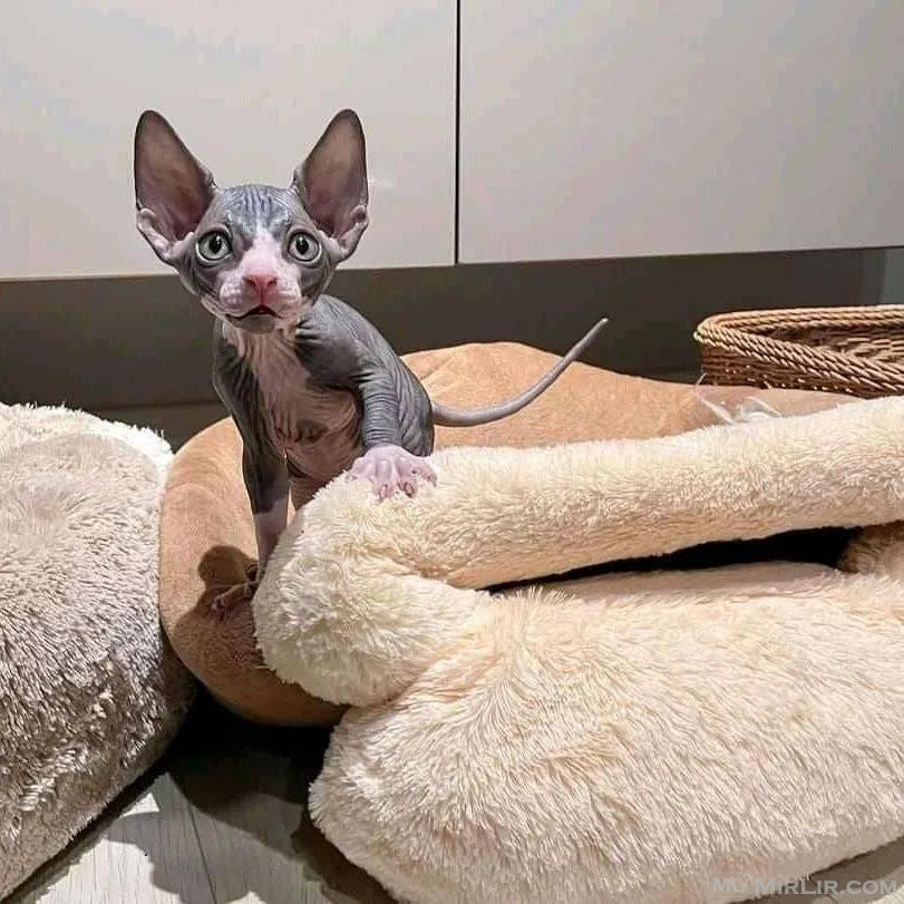Sphynx Kittens +27842597191