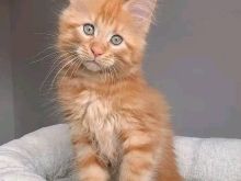 Maine Coon Kittens