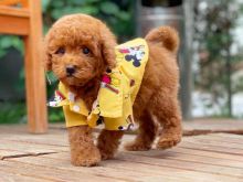 Toy Poodle shitje