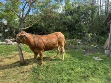 Shitet Mshtjerra Per Kurban Extra Kualitet