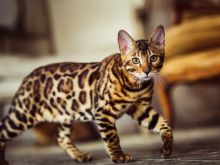 Snow/Silver/Charcoal/Brown Bengal Kittens  +27842597191