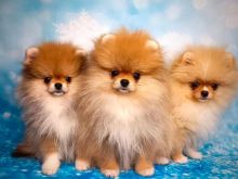 Pomeranian boo 2 muajsh
