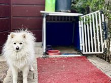Shitet qeni German Spitz