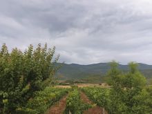 Shitet tokë (vresht merlot) 6000m2...