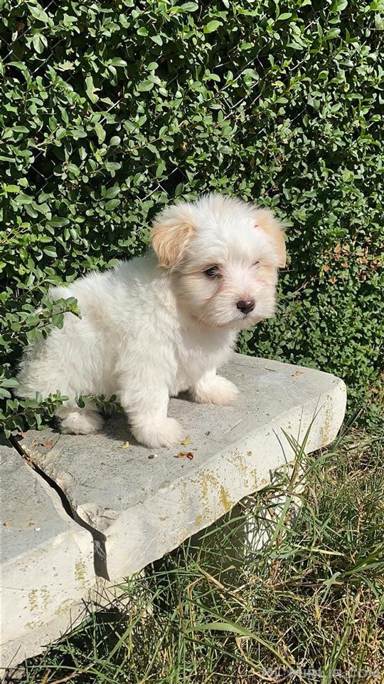 Mini maltez