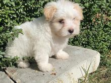 Mini maltez