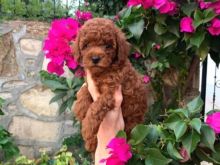 Toy poodle