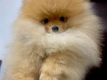 Pomeranian boo shqiperi  .