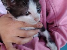 Kotele mace dhe macok per adoptim