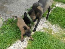 Belg malinois