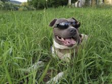 pitbull blue nose