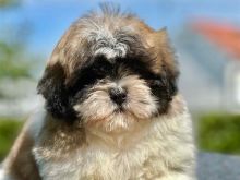 Shihtzu