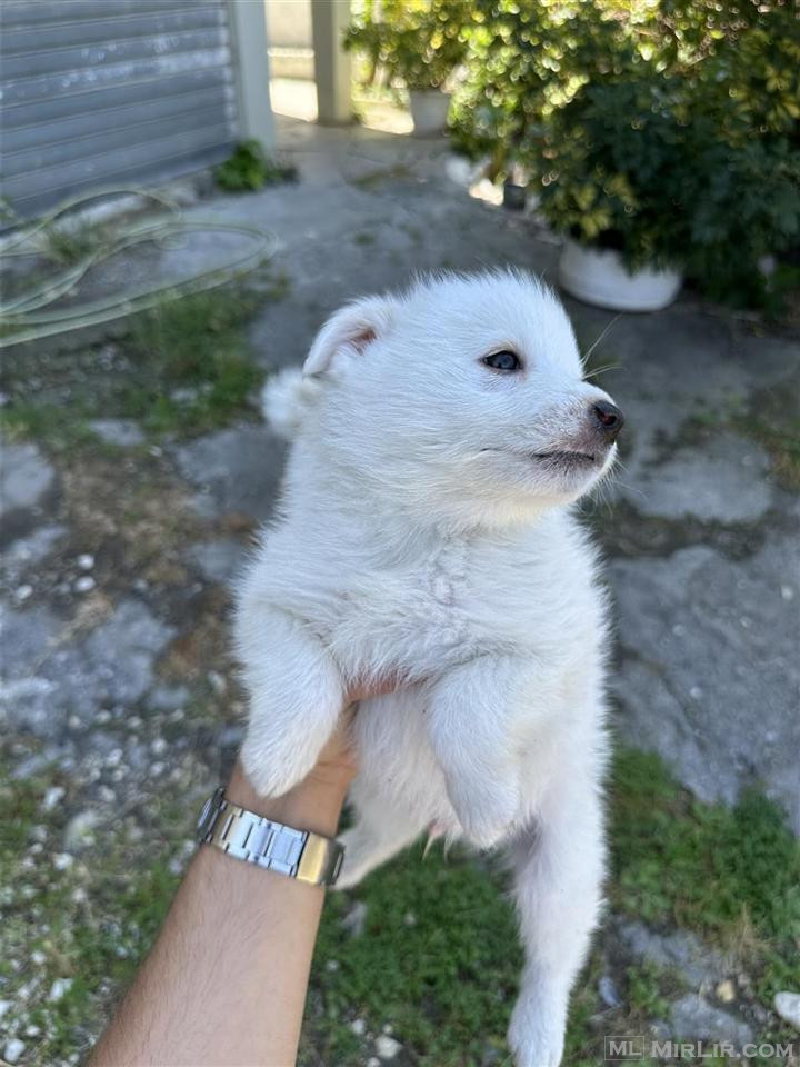 Maltese ne shitje