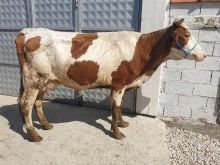 Shes mshtjerren sdyt për Kurban bon për qumsht